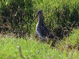 afrikaanse snip2  Afrikaanse Snippe - African Snipes